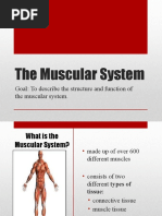 Muscular System PowerPoint