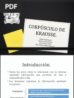 Corpúsculo de Krausse