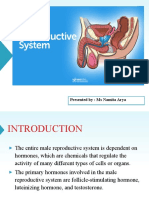 Male Reproductive System