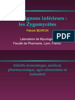 Champignons Inférieurs: Les Zygomycètes