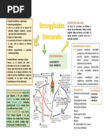 Strongyloides Stercorali