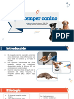 Distemper Canino