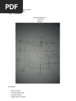 Nama: Davva Rifqi Arga Nuryanta NIM: P1337425220096 Kelas: B Semester 1 Anatomi Kepala Dan Leher OS Maxilla