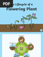 Life Cycle of Flowering Plants