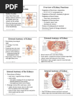 The Urinary System Overview of Kidney Functions