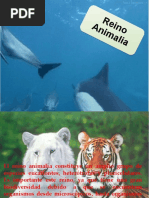 Reino Animalia