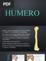 Humero