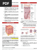 Types of Cells in The Epidermis