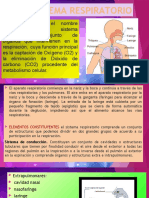 Sistema Respiratorio