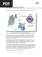 Sistema Respiratorio