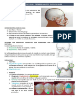 Determinantes de La Morfología Oclusal