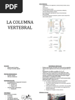 Columna Vertebral