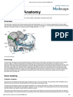 Pancreas Anatomy: Embryology