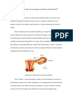 En Qué Parte de La Trompa Se Produce La Fecundación