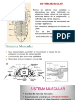 Sistema Nervioso y Muscular