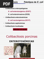 Colibacilosis