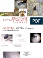 Practica de Entomologia Torax