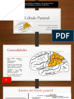 Lobuloparietal 200305224120