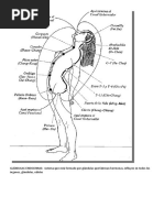 Glándulas Endocrinas