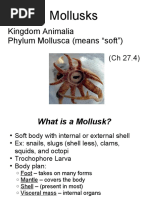 Mollusks: Kingdom Animalia Phylum Mollusca (Means "Soft")