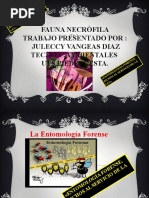 Fauna - Entomologia Forence - Juleccy Vanegas