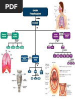Mapa Aparato Fonoarticulatorio