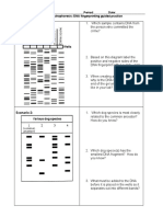 DNA Fingerprinting Guided Practice