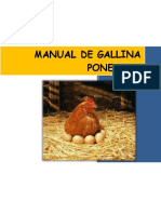 Gallina Ponedora