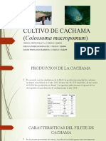 Cultivo de Cachama