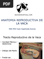 2 Anatomia Reproductiva de La Vaca