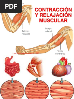 Contracción y Relajación Muscular