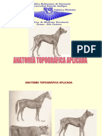 Anatomíatopográfica 1