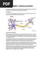 Cerebro y Medula Espinal