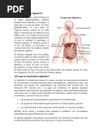 Qué Es El Aparato Digestivo