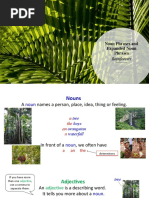 Noun Phrases and Expanded Noun Phrases: Rainforests