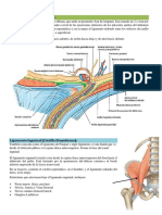 Conducto Inguinal