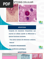 Apoptosis y Neoplasias