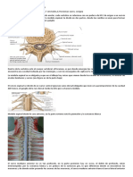 Estructura Macro de La Médula Espinal