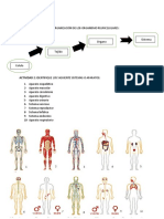 TAREA UNIDAD 1 LAB. Estructuras Anatómicas UASD