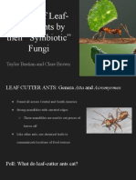 Ant Presentation 434