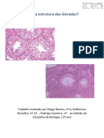 Qual A Estrutura Das Gónadas