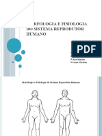 Morfologia e Fisiologia Do Sistema Reprodutor Humano