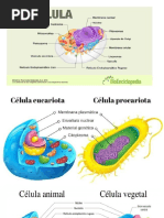 La Celula y Cloroplastos