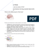 Anatomy of Human Brain