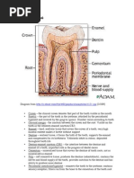 The Healthy Mouth Notes