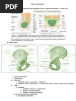 1 Pelvis - Osteología