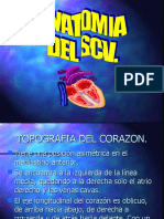 Anatomia SCV.