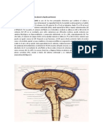 Manual Teórico 2o. Parcial Análisis Citoquímico