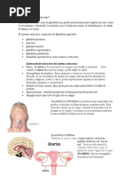 Qué Es El Sistema Endocrino