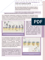 Resumen Capitulo 16.1 de Lodish